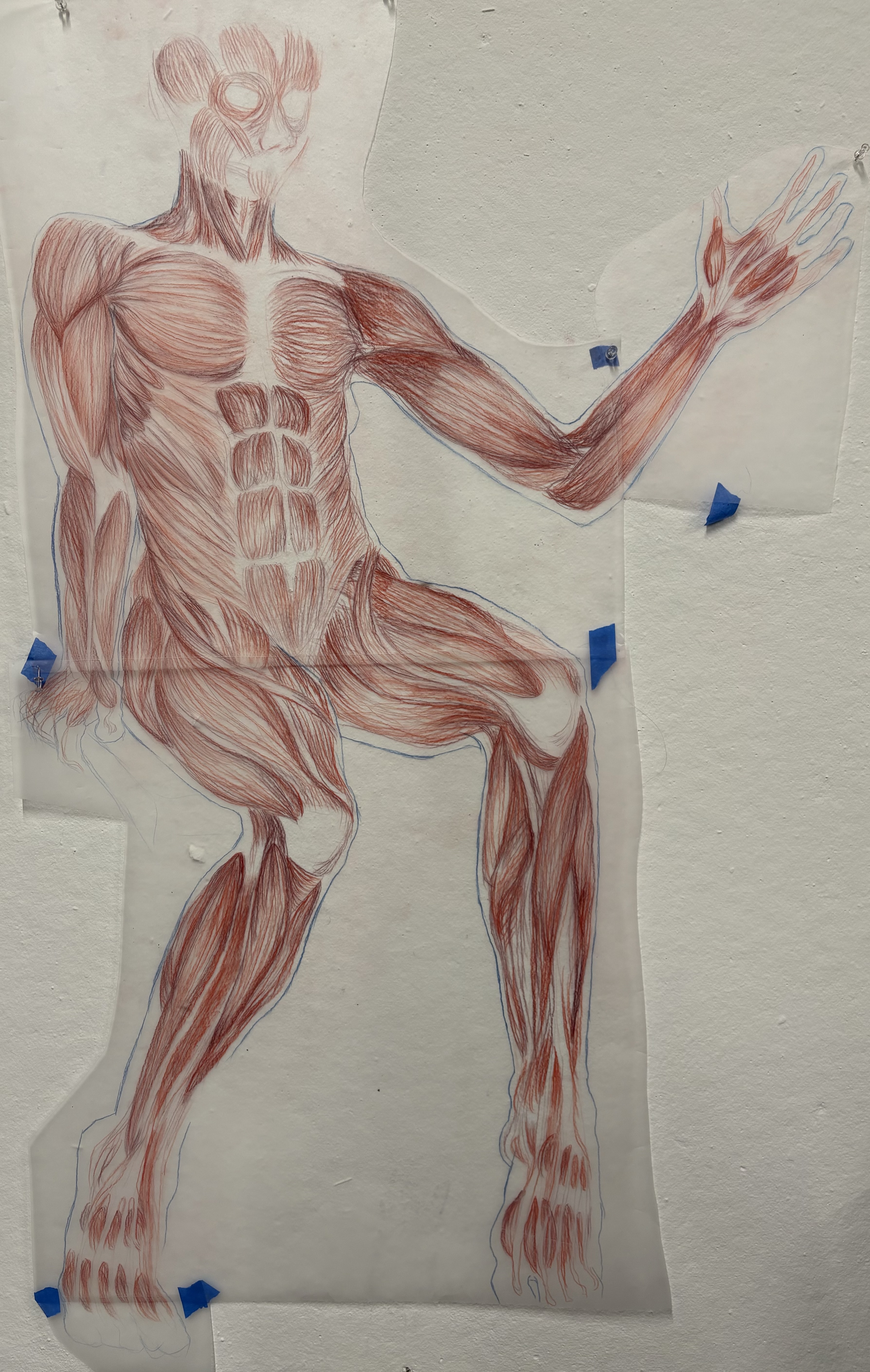 122 x 165 cm, Muscle Overlay Study