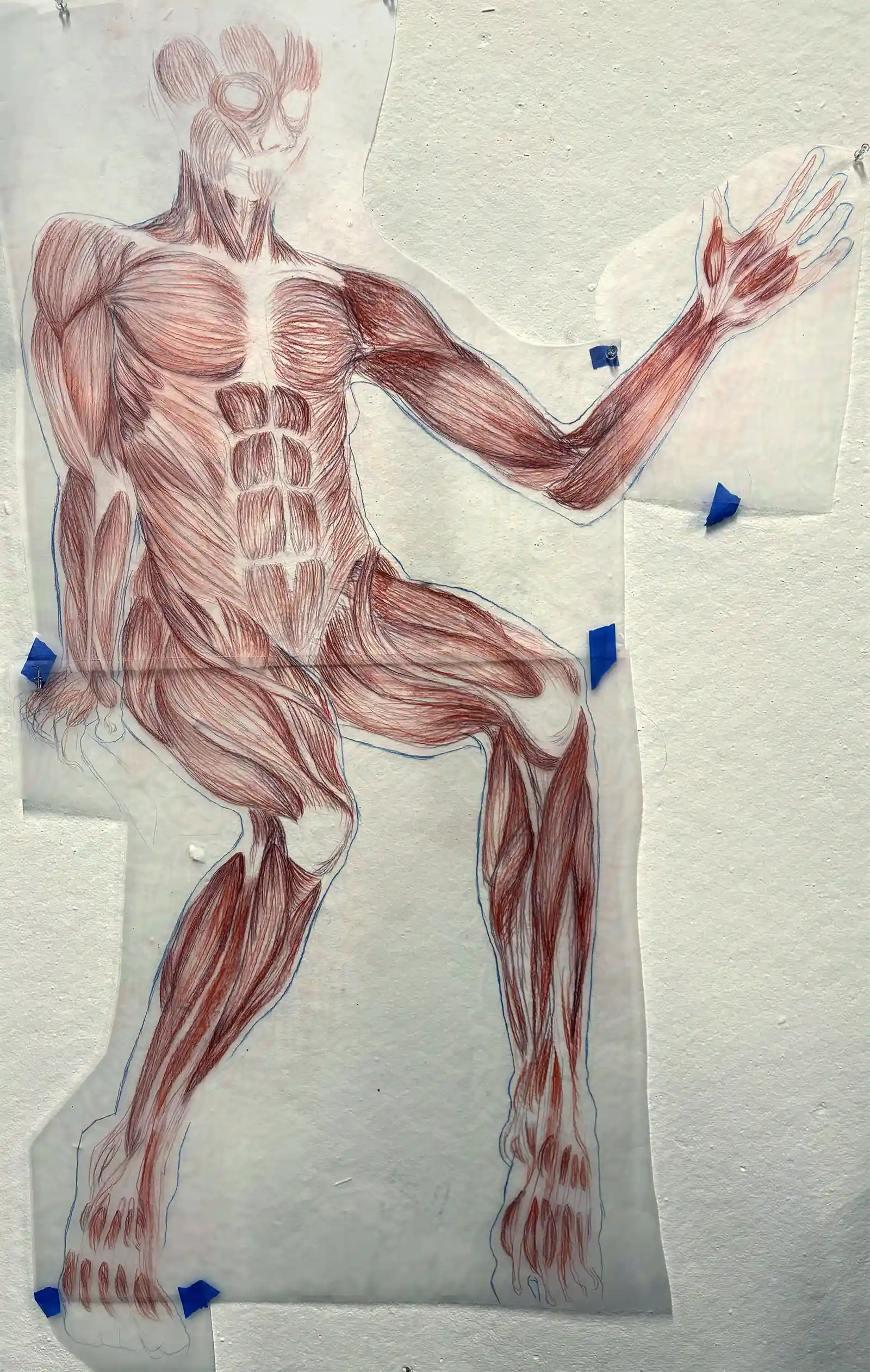 122 x 165 cm, Muscle Overlay Study